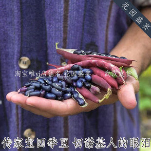 古老品种可留种四季豆种子切诺基人的眼泪味道浓郁紫花紫壳黑豆