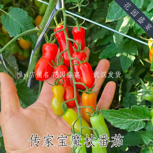 传家宝魔杖樱桃番茄种子 多产 非常甜 可留种包发芽