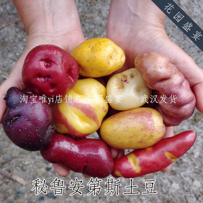 种子块茎秘鲁进口安第斯土豆食用