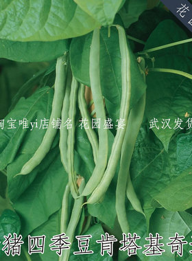 母猪！可留种肯塔基红花四季豆种子10粒高产美味美国burpee