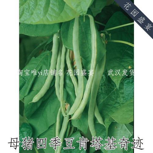 花园盛宴红花四季豆burpee