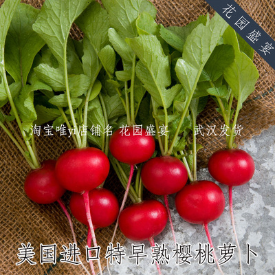 盆栽推荐早熟樱桃萝卜四季