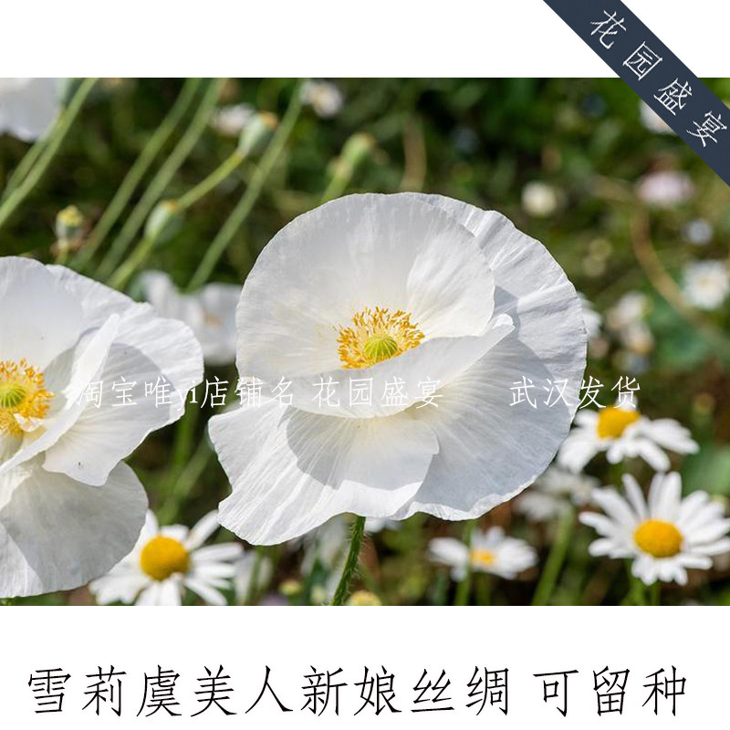 可留种雪莉虞美人新娘丝绸20粒种子美国进口保真