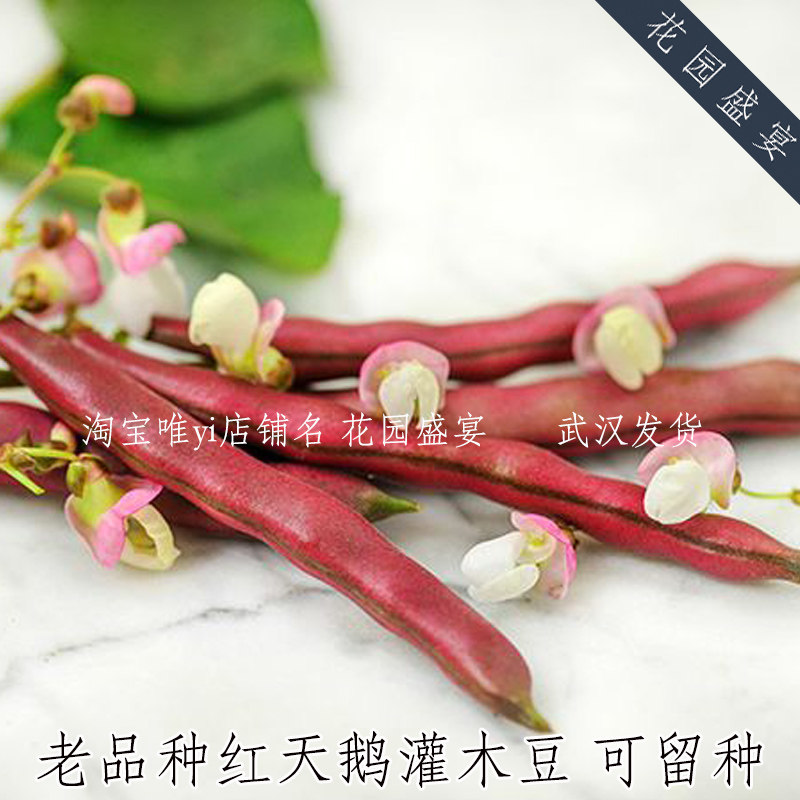 老品种红天鹅灌木豆矮生不爬藤种子5粒美国进口可留种