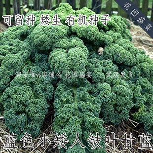 有机种可留种矮生羽衣甘蓝蓝色小矮人种子 进口 盆栽 耐寒