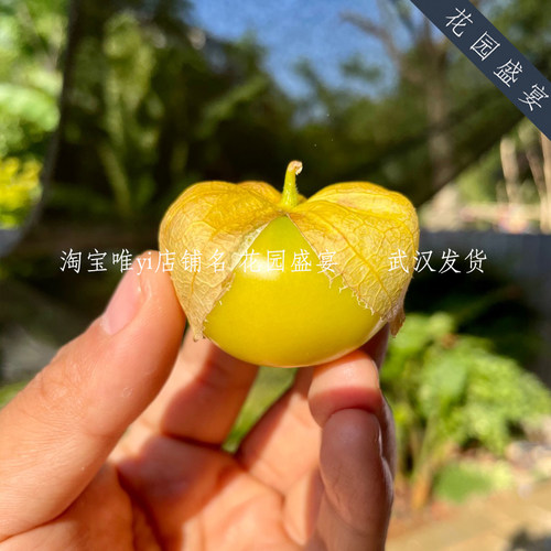 花园盛宴传家宝墨西哥番茄