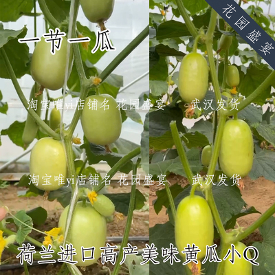 花园盛宴小Q水果黄瓜荷兰进口