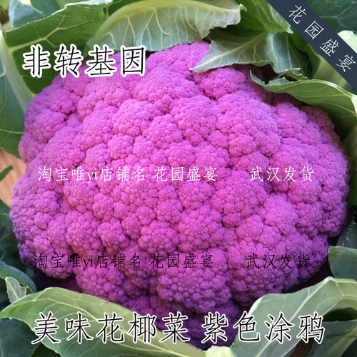 紫色彩色花椰菜花园盛宴