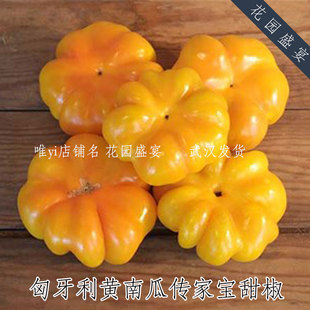 传家宝风味甜椒 匈牙利黄南瓜 进口蔬菜种子 可留种