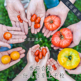 上千粒传家宝番茄混合合集樱桃中大型番茄种子 盆栽地栽 一次播爽