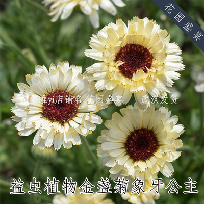 花园盛宴益虫植物金盏菊