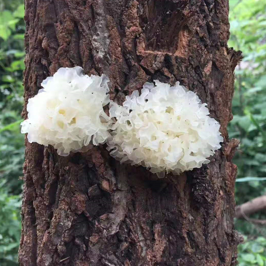 神农架野生小银耳白木耳雪耳无硫熏炖汤糯湖北房县特产250克 水产肉类/新鲜蔬果/熟食 新鲜银耳 原图主图