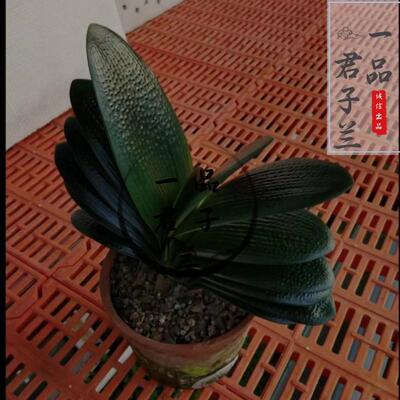 东北君子兰黑骑士特级带盆易养活