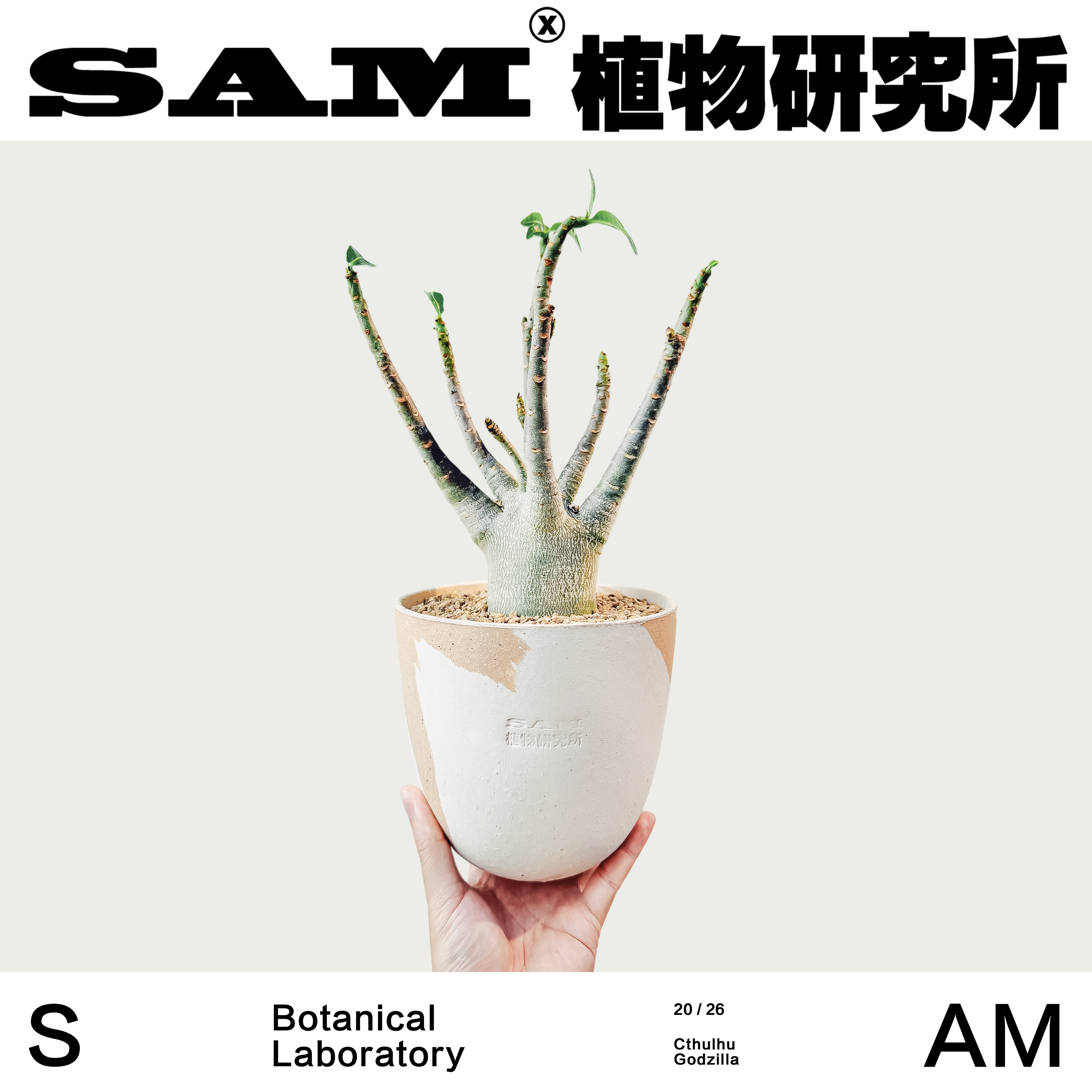 克苏鲁哥斯拉沙漠玫瑰开花潮流块根网红植物绿植喜光耐晒易养护