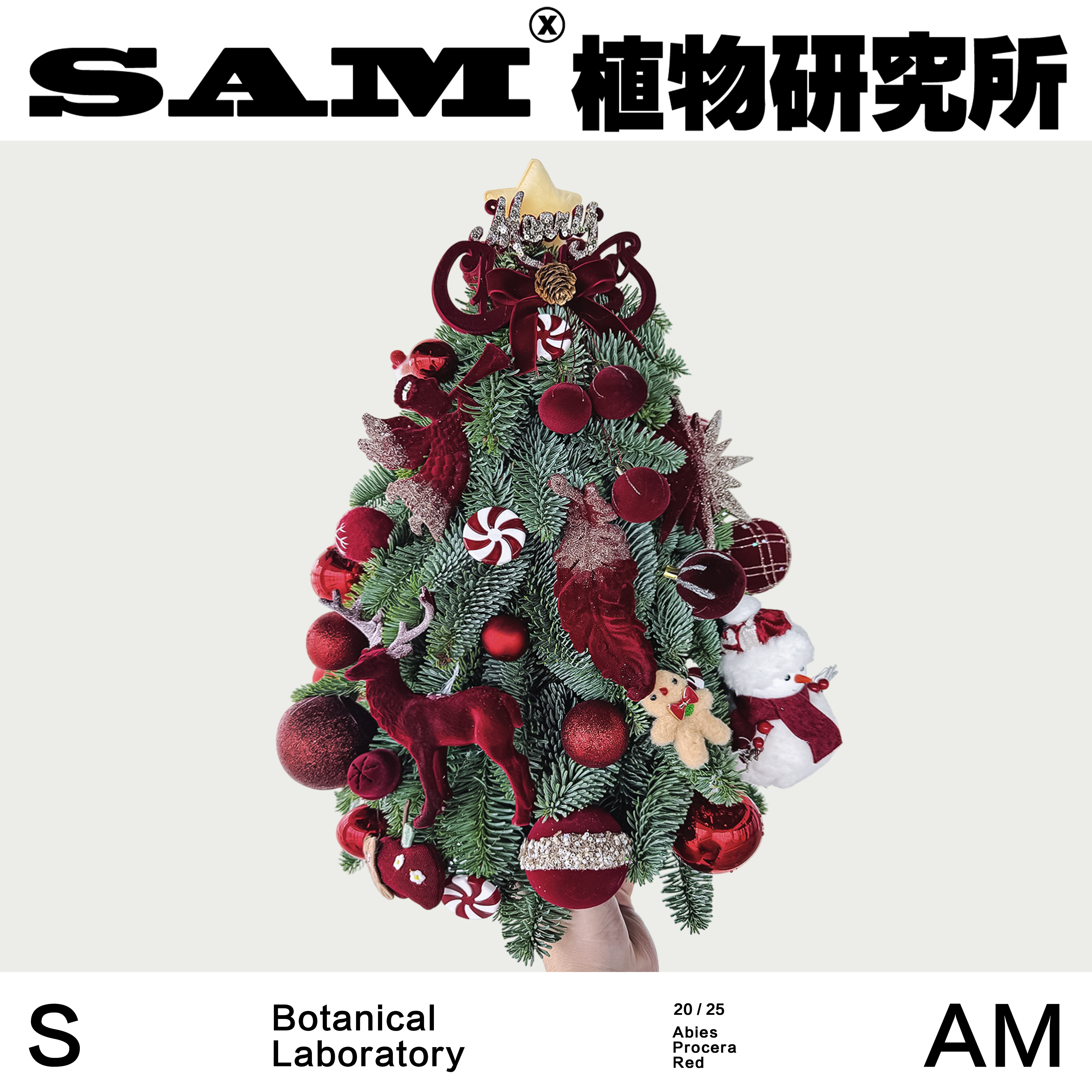 红色经典诺贝松圣诞树/进口鲜切圣诞树/圣诞节礼物/家居装饰摆件