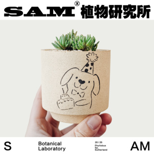 室内易养护家居盆栽 ins桌面摆件 晶珊瑚 网红绿植