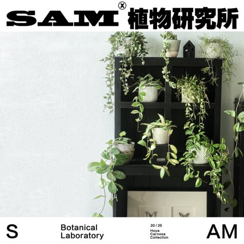 室内球兰合辑一物一拍耐阴垂吊植物家居阳台花园绿植盆栽室内礼物