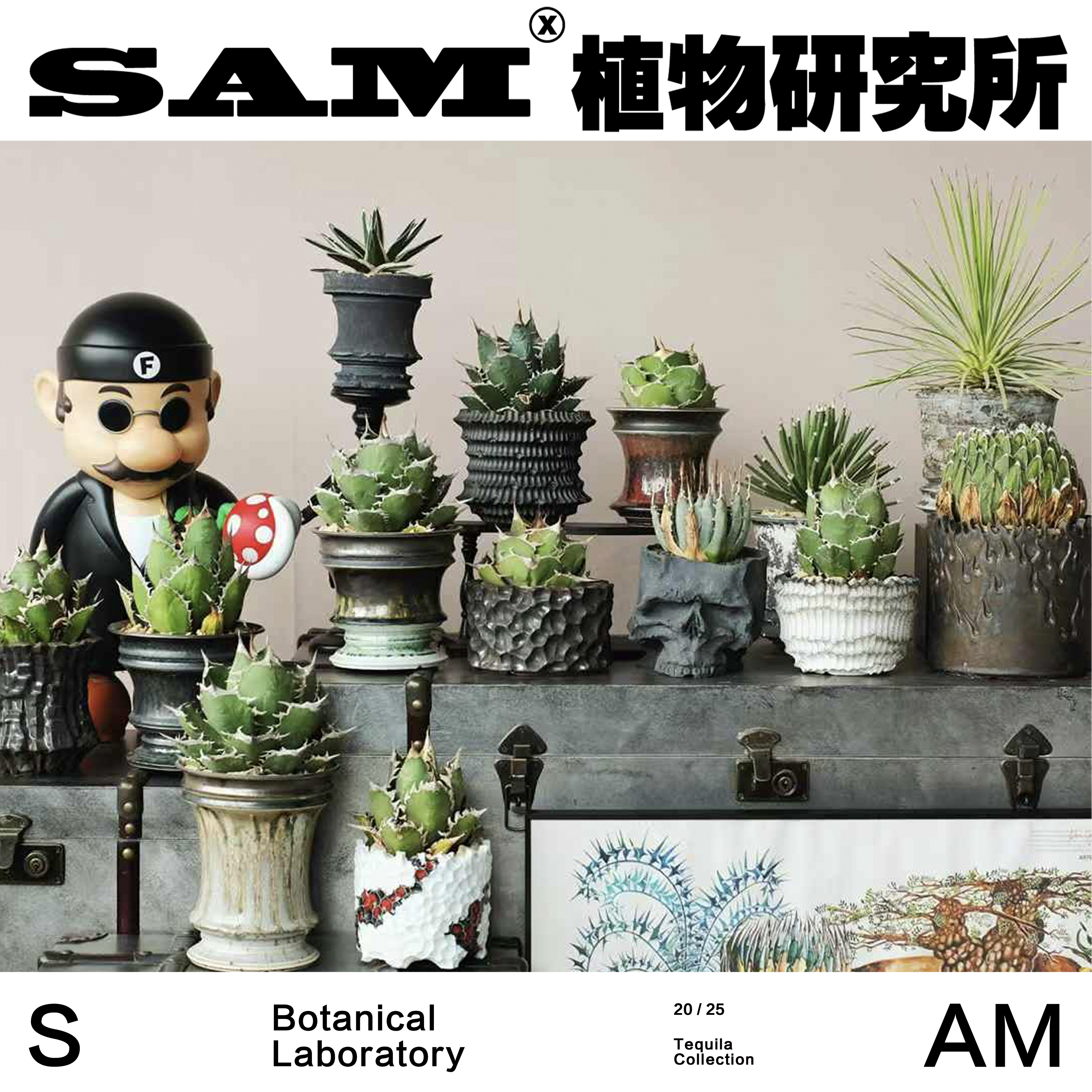 龙舌兰仁王冠合辑一物一拍耐旱耐干好养块根小众植物家居ins绿植