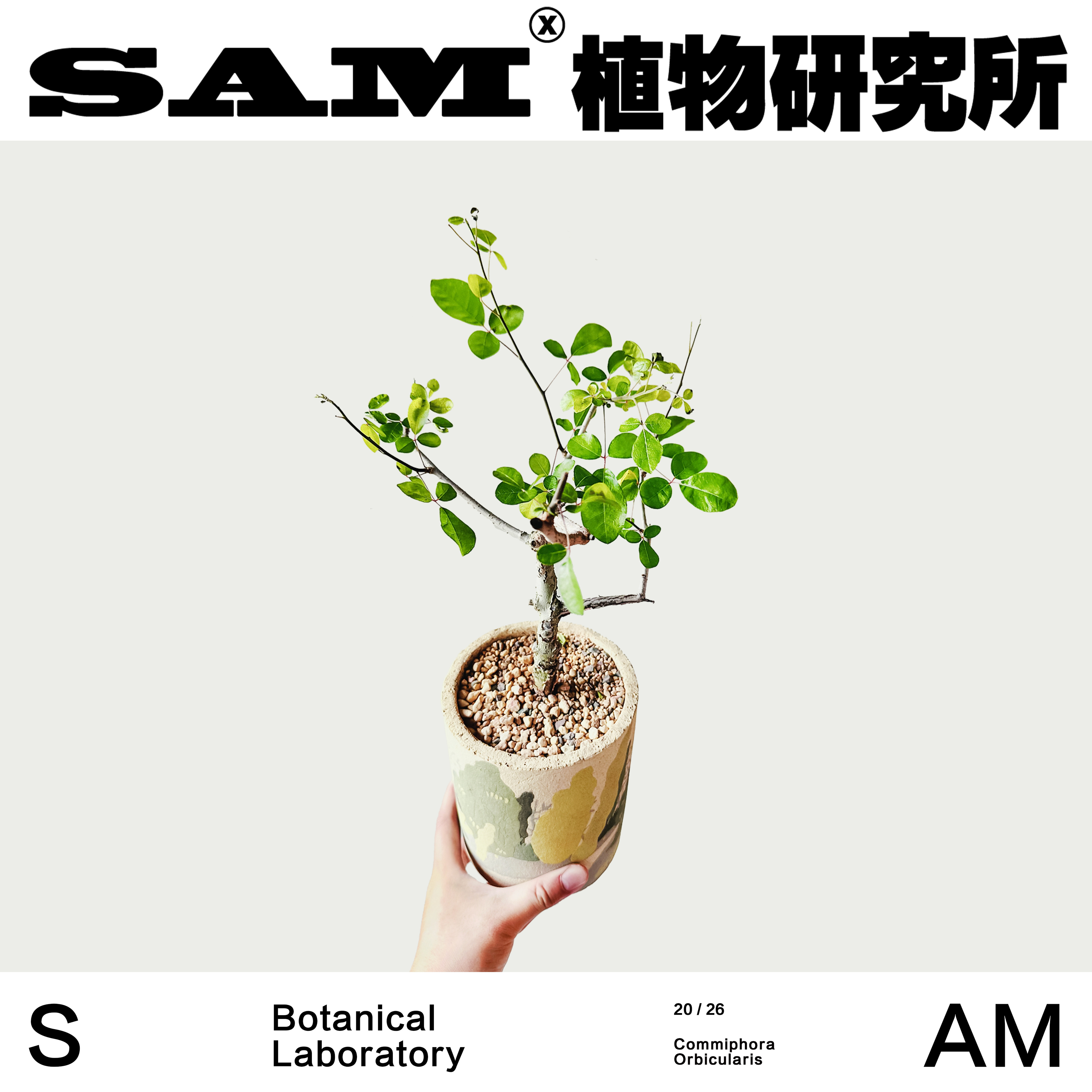 奥比克没药橄榄/一物一拍/潮流块根植物/马达加斯加岛特有物种图片