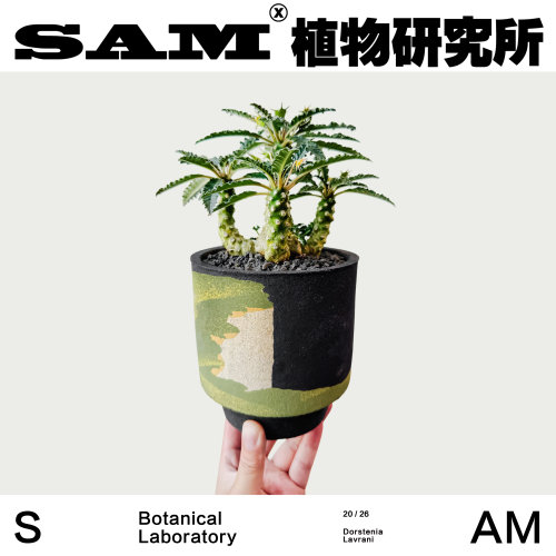 椰子琉桑杂块根植物潮流块根室内易养护耐晒办公桌桌面绿植礼物