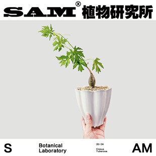 枫叶苦瓜潮流块根植物办公室桌面网红绿植INS植物室内易养护盆栽
