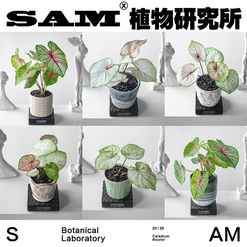 彩叶芋合辑一物一拍粉色彩色系绿植ins家居植物花园阳台绿植盆栽