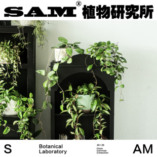 绿植盆栽 球兰合辑 家居阳台花园 室内垂吊植物 礼物 一物一拍