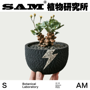 蛮鬼塔厚敦菊/块根沙生植物盆栽/室内家居阳台花园绿植/植选礼物