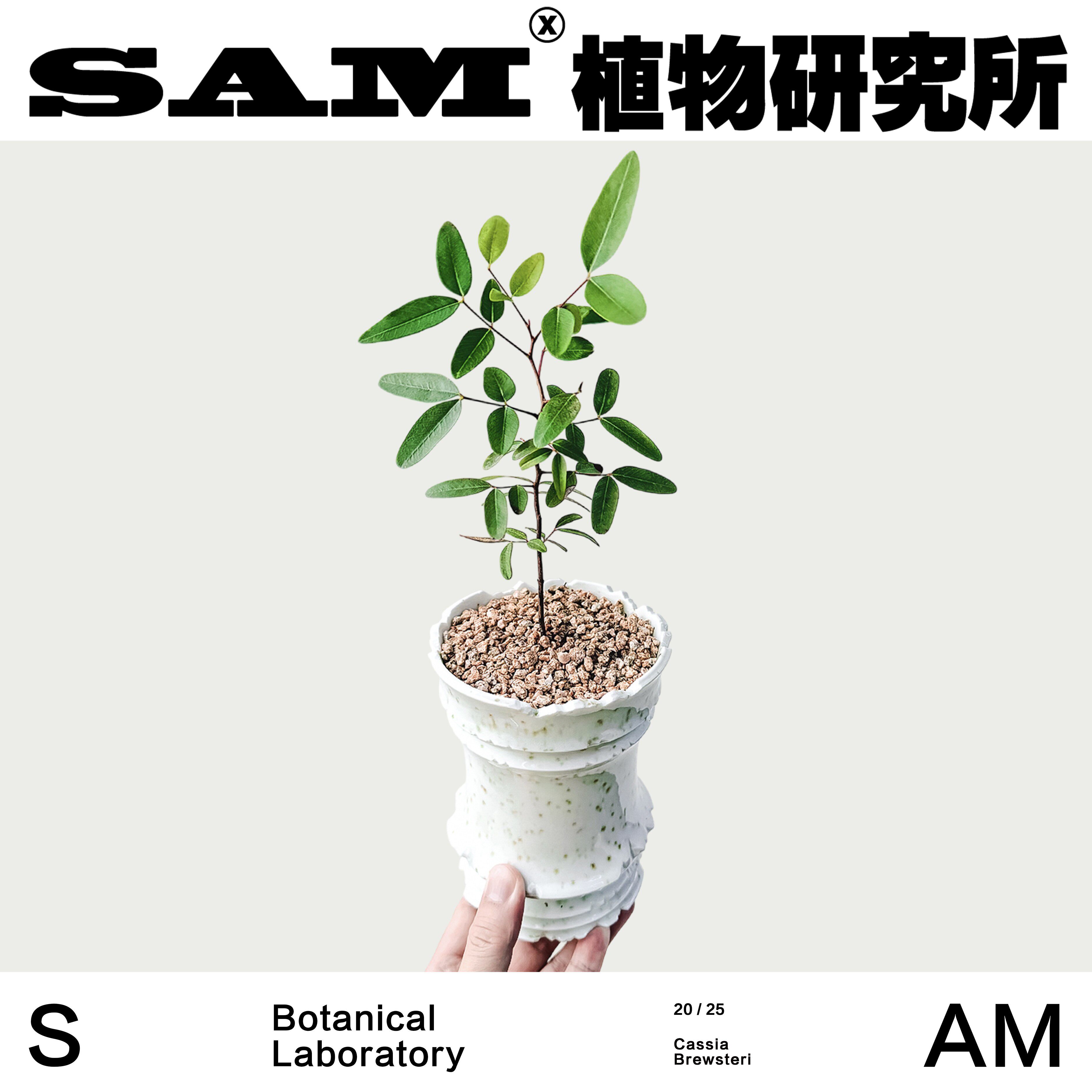 澳大利亚布鲁斯特决明一物一拍潮流块根植物ins小众家居绿植礼物