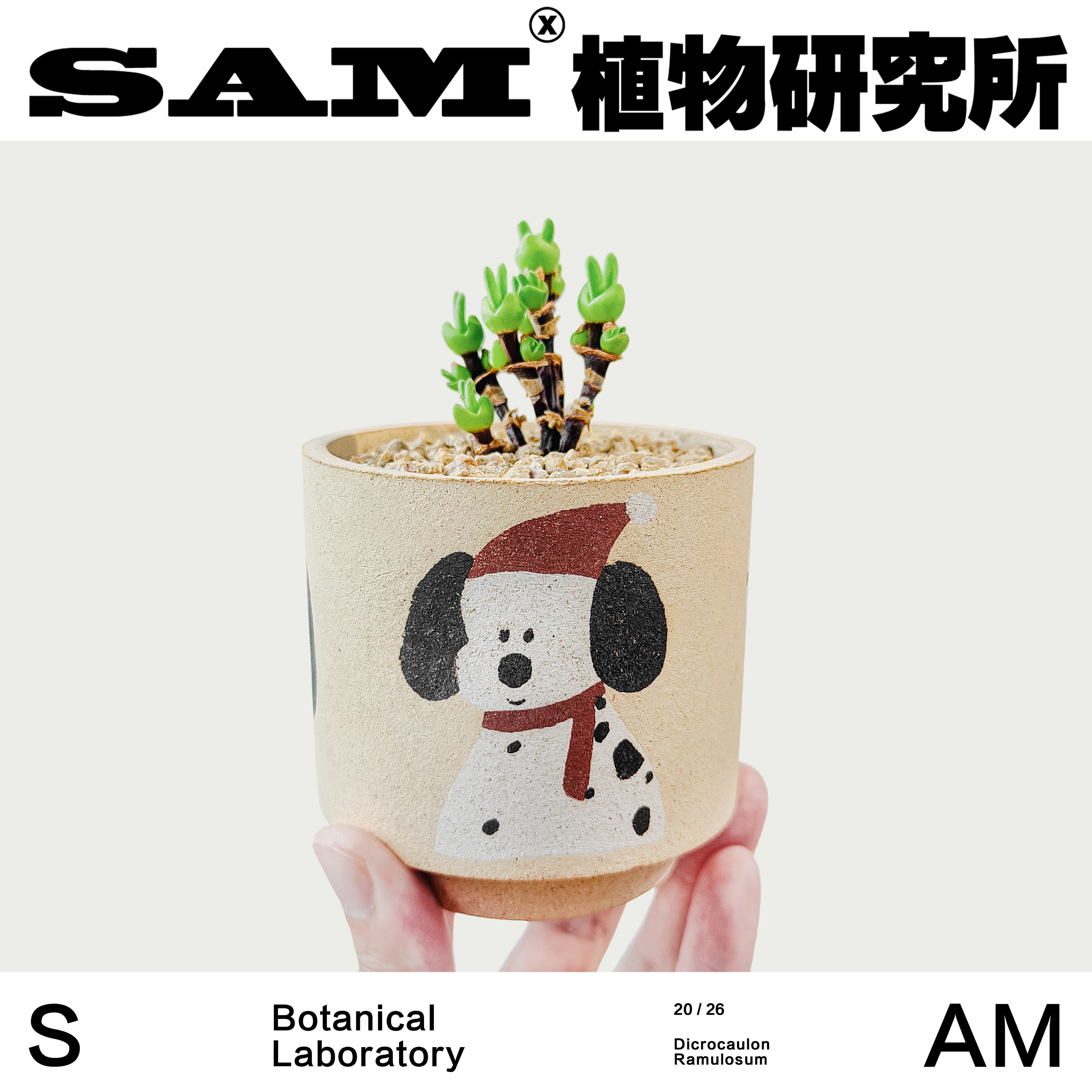 枝干兔子潮流块根网红植物室内易养护桌面办公室绿植盆栽礼物新手