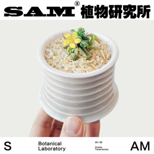 棒叶酢浆草/小众块根/INS绿植/室内家居/阳台花园/盆栽/植选礼物