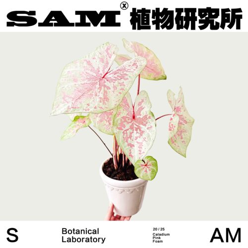 粉色泡沫彩叶芋ins家居夏天室内植物花园阳台绿植盆栽植选礼物