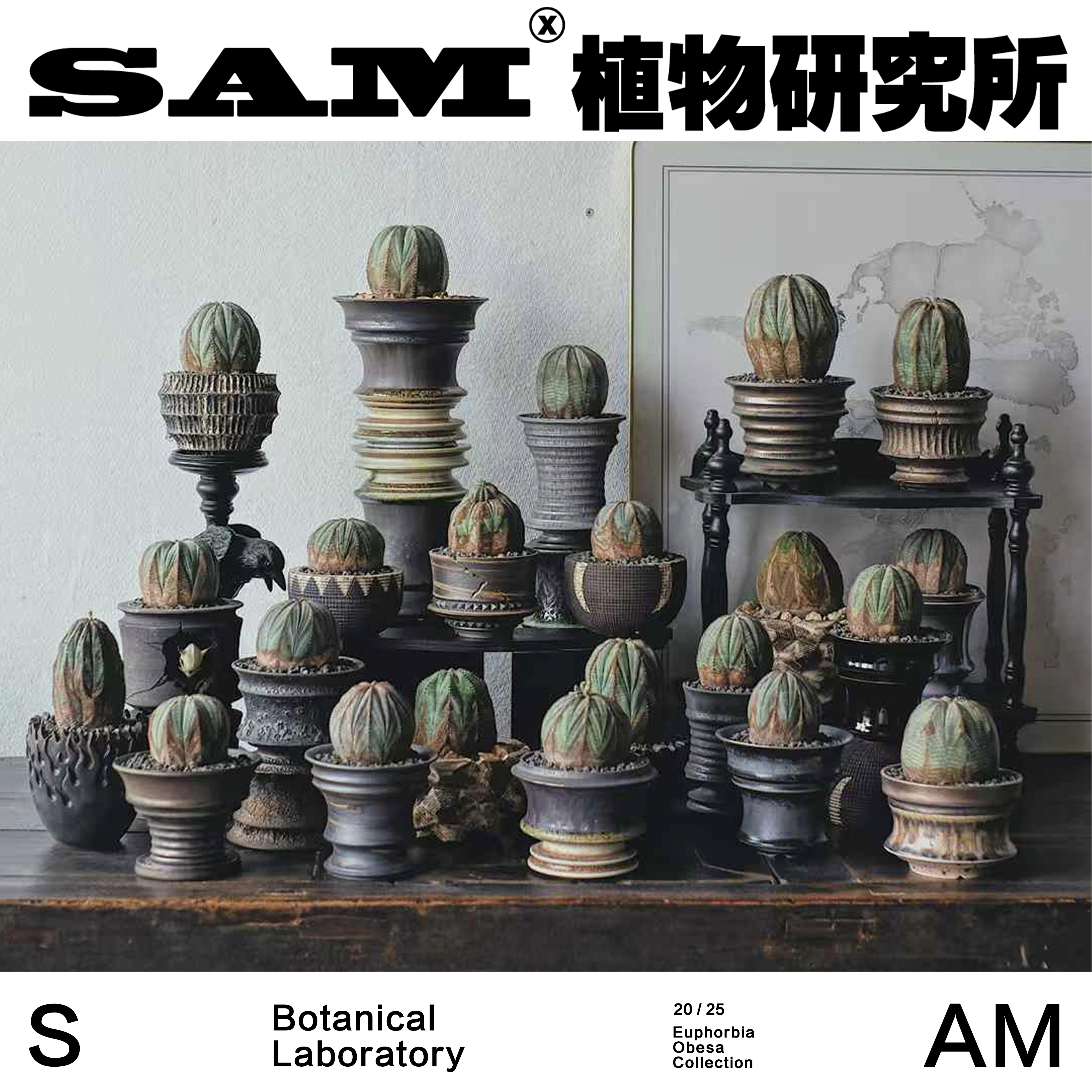 欧系布纹球/一物一拍/块根植物/潮流块根/网红绿植/INS家居