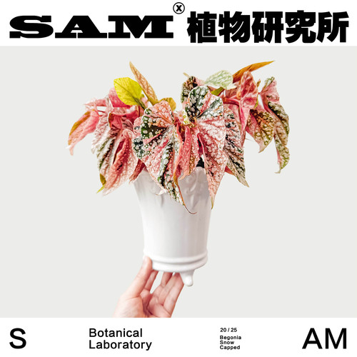 富士山锦粉色系秋海棠ins小众家居耐阴绿植盆栽阳台花园/植选礼物