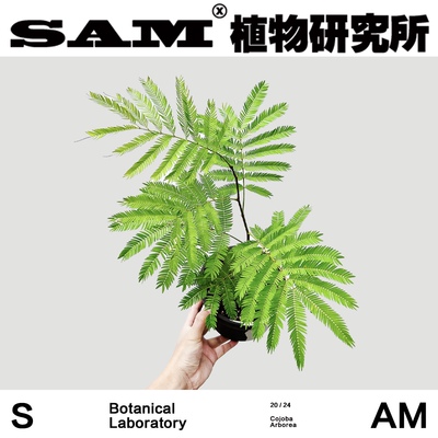 密叶猴耳环日本进口植物网红植物INS绿植室内耐阴易养护观叶植物