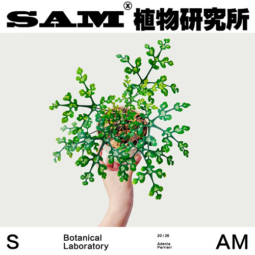 苹果绿孔雀蓝雪花西番莲合辑一物一拍办公室潮流块根植物盆栽绿植