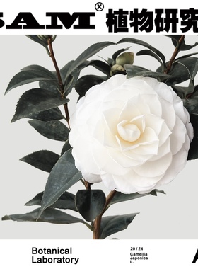 白玉丹山茶花/白色茶花/香奈儿之花/网红花卉/INS绿植/阳台盆栽花