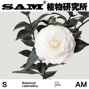 白玉丹山茶花/白色茶花/香奈儿之花/网红花卉/INS绿植/阳台盆栽花