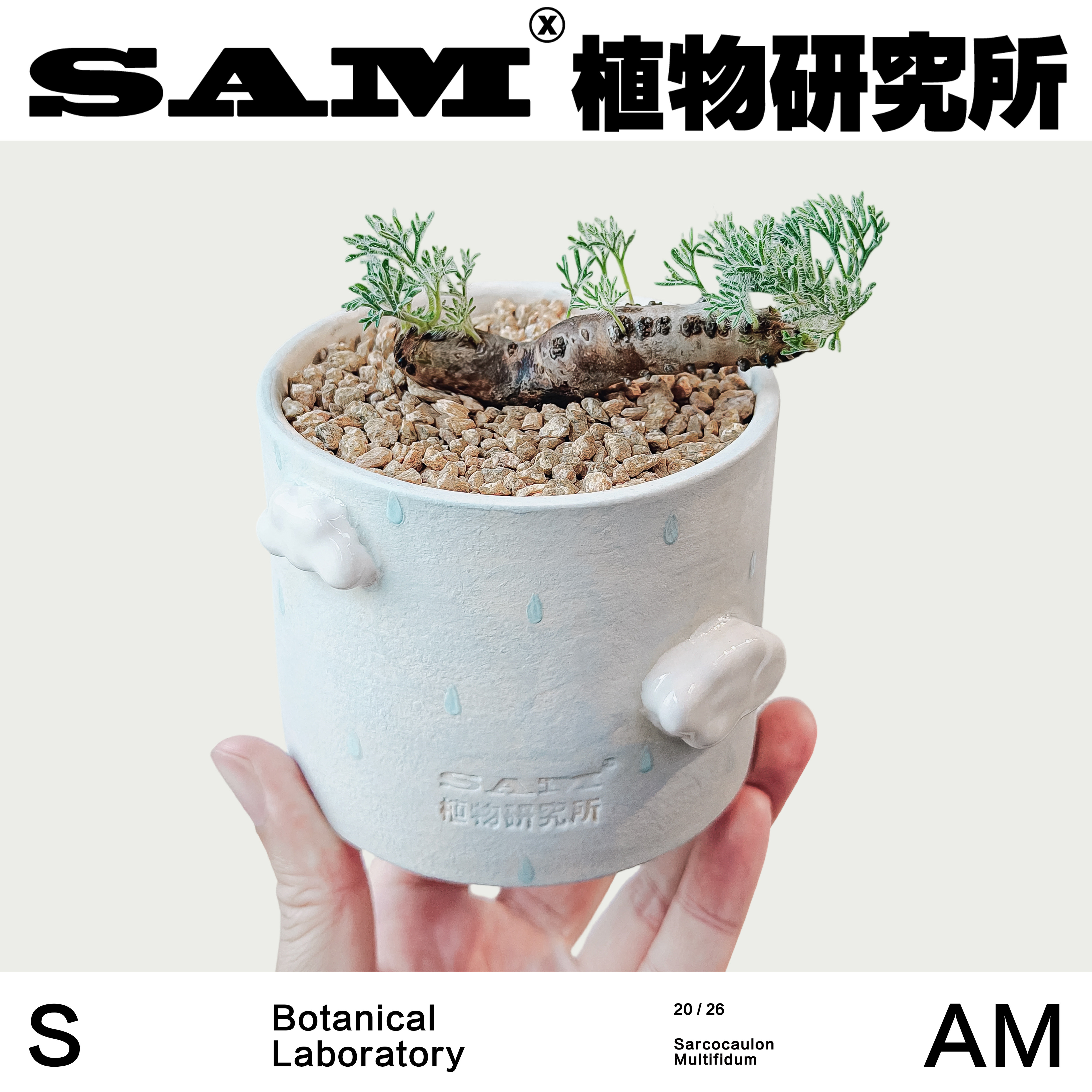 粉花黑皮月界小众桌面植物潮流ins块根植物家居阳台绿植懒人礼物