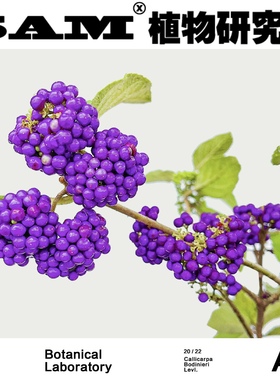 紫珠/一物一拍/珠光紫色植物/紫珍珠/网红绿植/家居易养护盆栽