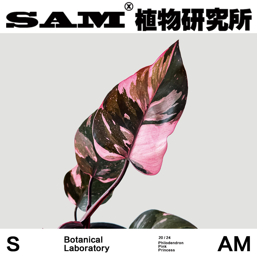 粉公主蔓绿绒粉色系叶片网红植物INS绿植室内耐阴家居易养护盆栽