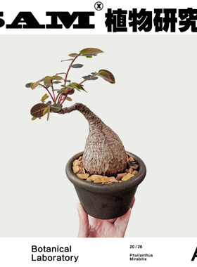 老桩奇异油柑一物一拍块根植物网红桌面绿植ins风盆栽易养护