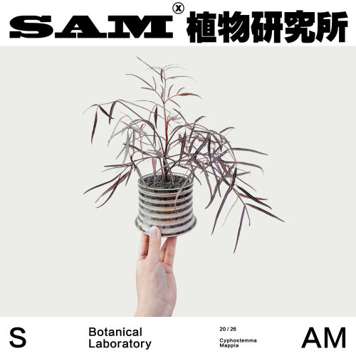 毛里求斯葡萄翁好养绿植桌面装饰网红易养护观叶植物礼物