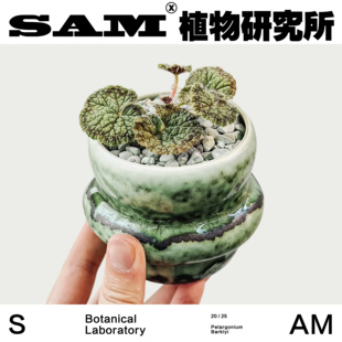 阳台花园 ins简约室内好养 家居礼物 创意小众桌面绿植 圆叶洋葵