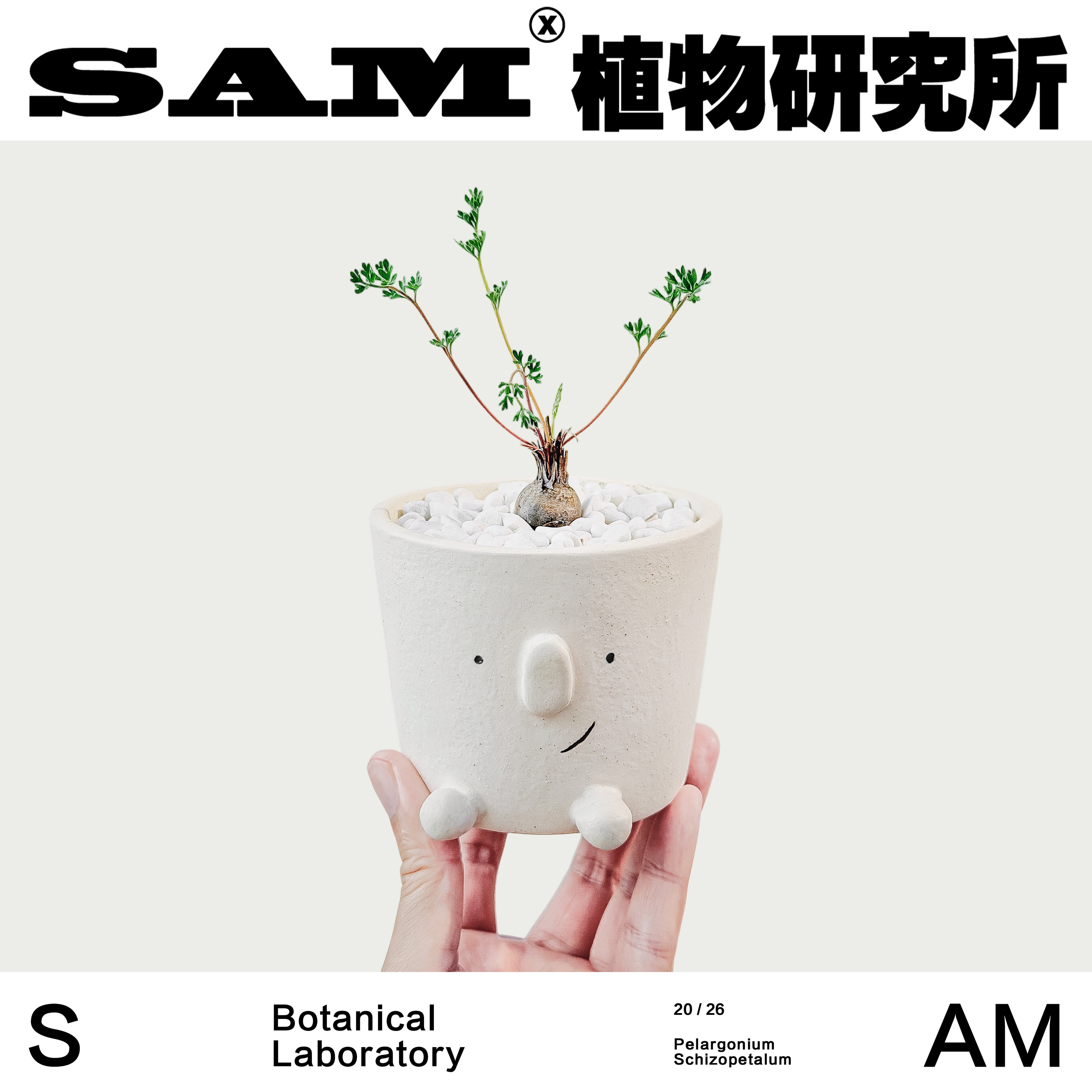 毛瓣洋葵网红芳香办公室桌面潮流块根绿植室内家居耐晒耐旱易养护