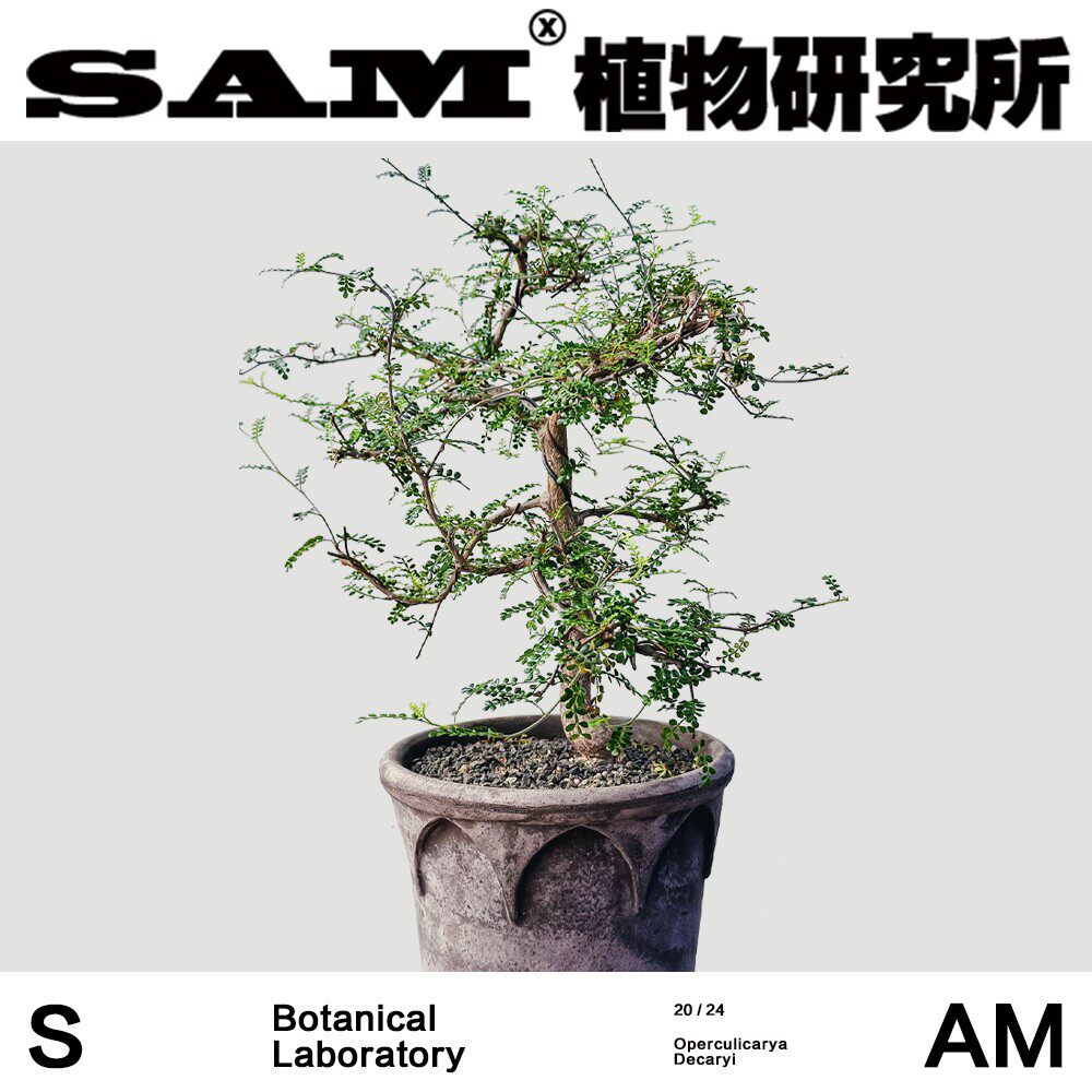 漆树合辑一物一拍潮流块根植物网红绿植室内家居易养护植选礼物