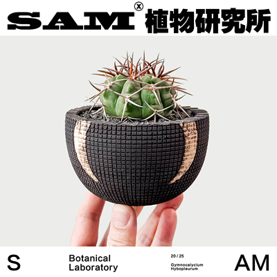 碧岩玉/一物一拍/沙生耐旱小众仙人球办公室桌面阳台花园家居绿植