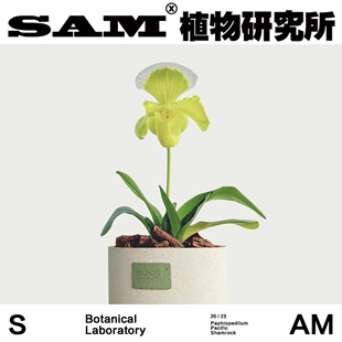 绿肉饼兜兰/网红开花植物/INS绿植/兰花/室内易养护绿植