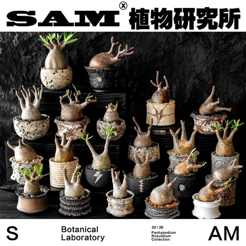 原产地象牙宫一物一拍小众块根植物潮流块根网红植物INS绿植礼物