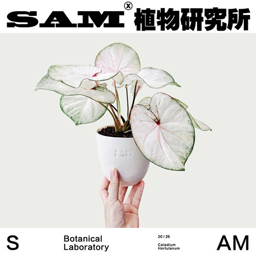 天使之吻彩叶芋办公室桌面白粉红色叶片网红绿植耐晒易养护绿植